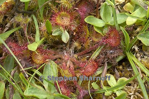 drosera rotundifolia 7 graphic